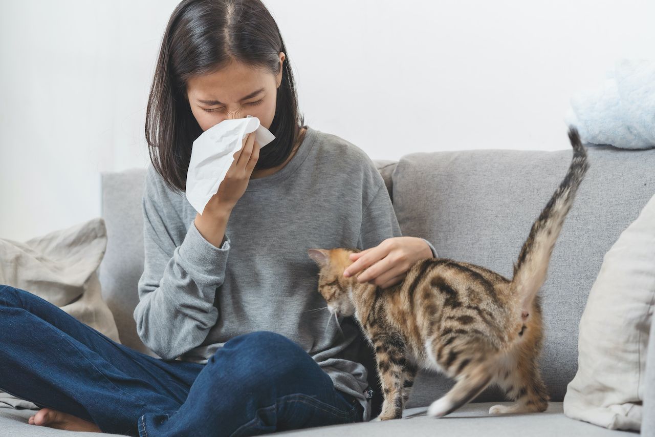 Managing Cat Allergies & Fever Symptoms