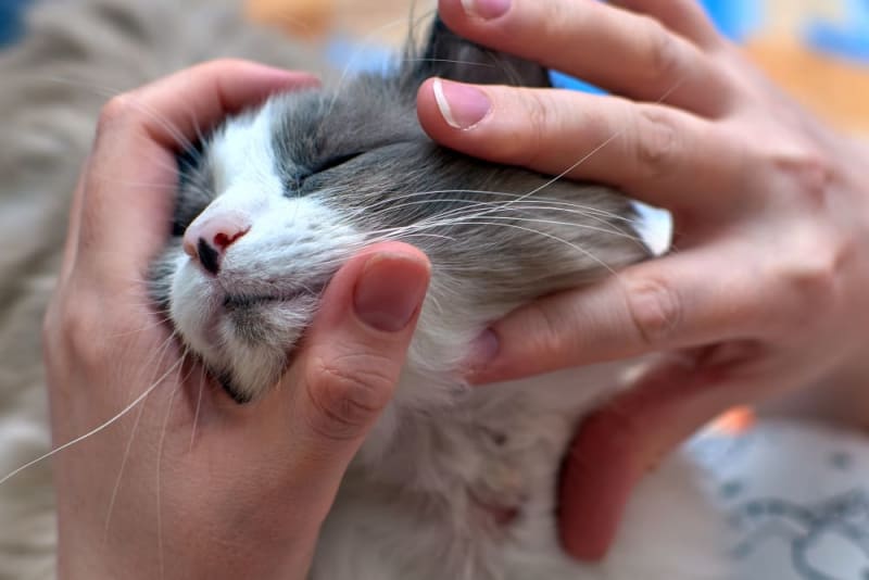 Managing Cat Allergies: The Best Home Remedies and Tools
