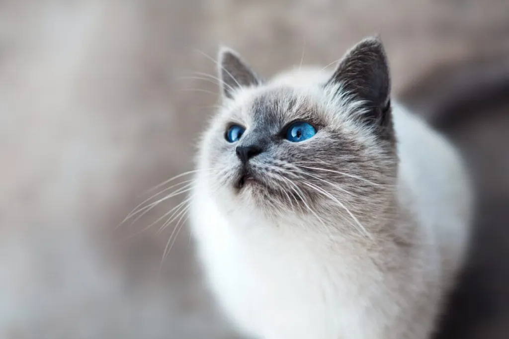 Cat care