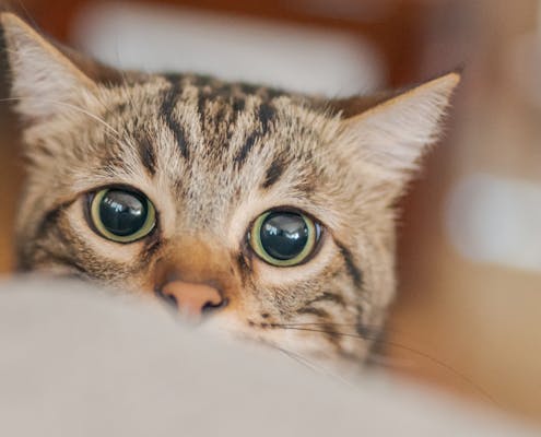 2026 Cat Care guide: Decoding New Behavioral Trends & Managing Seasonal Allergies