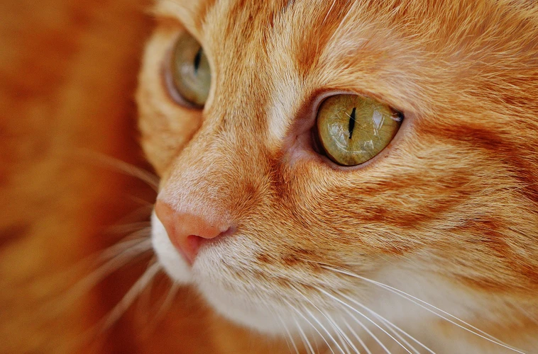 Cat care