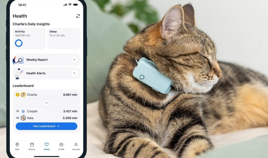 AI-Powered Cat Health Monitoring: 2026's Smart Solutions for Early Disease Detection in Felines