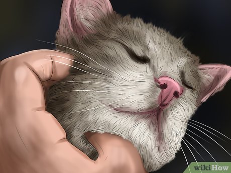 Understanding cat behavior