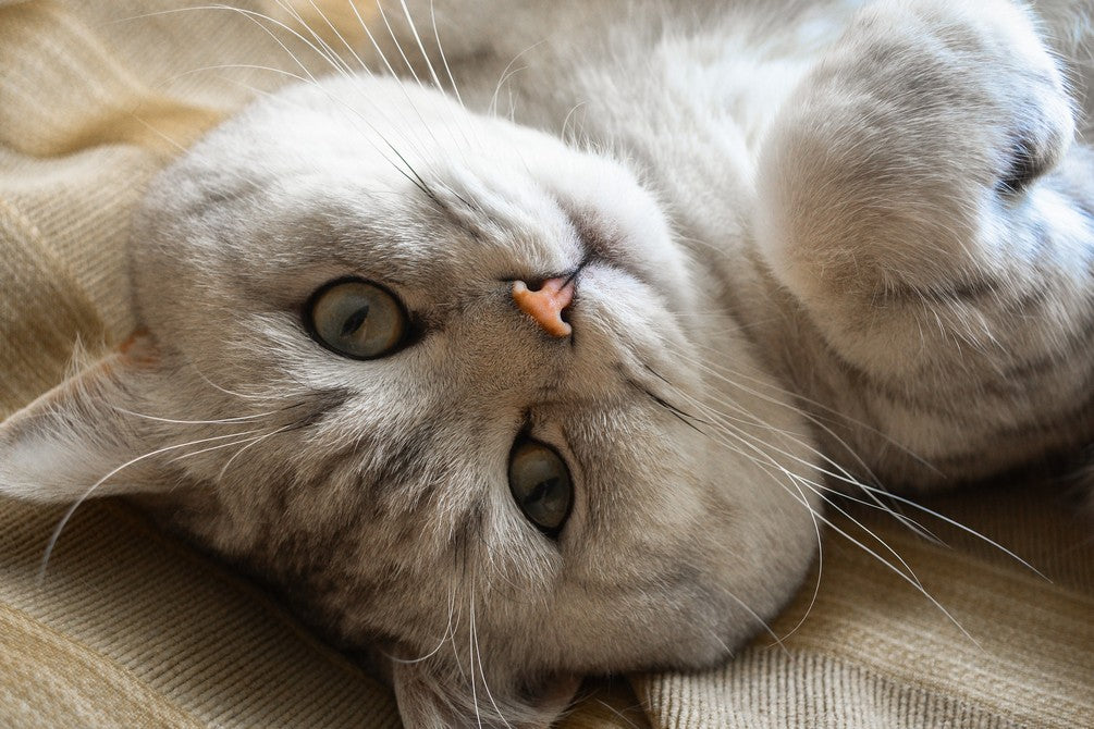 Understanding cat behavior
