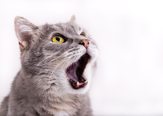 2026 Update: Decoding Cat Behavior – Why Your Feline Friend Acts Strangely During Heatwaves