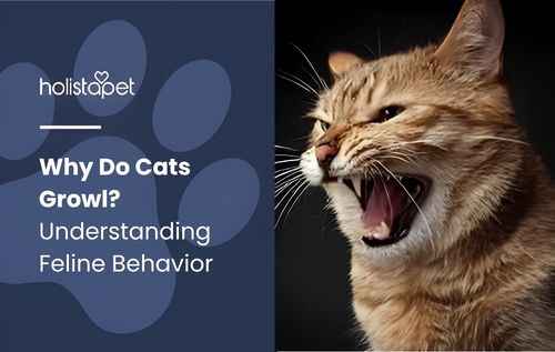 Understanding cat behavior