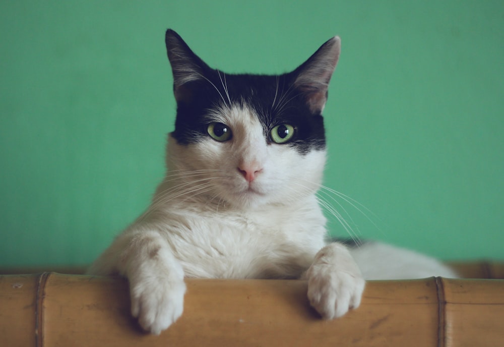 Cat resting on cool tile during heatwave