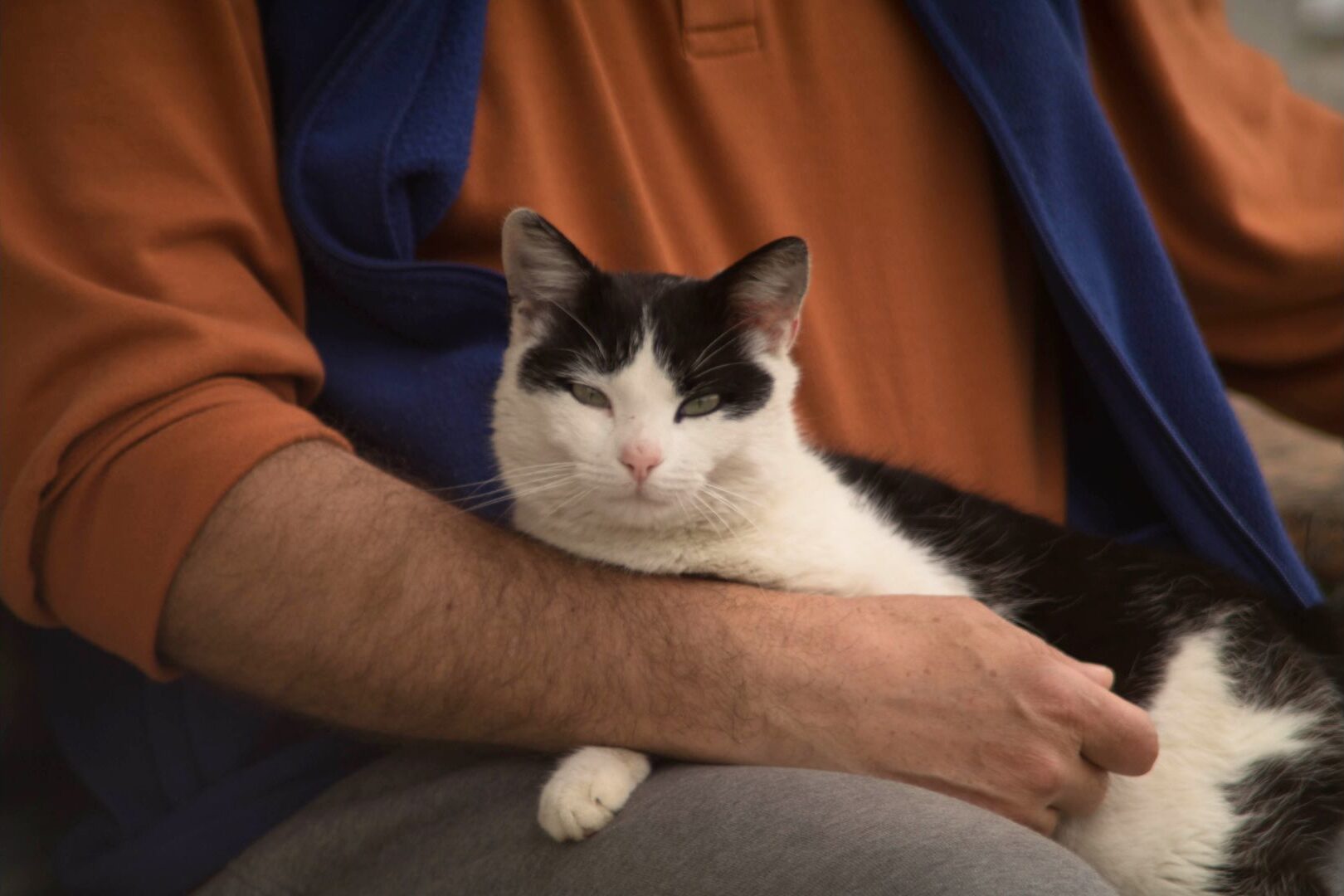 Cat Care