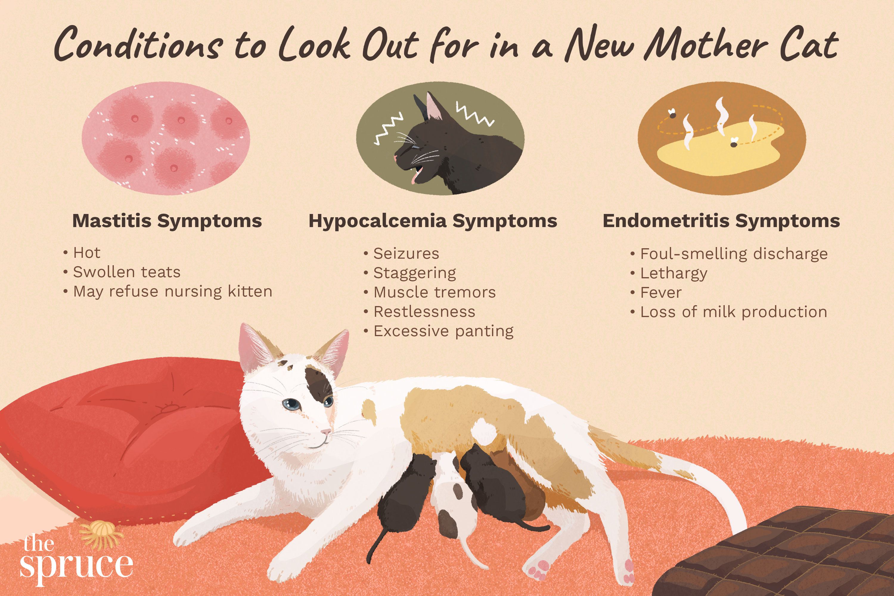 Cat Care