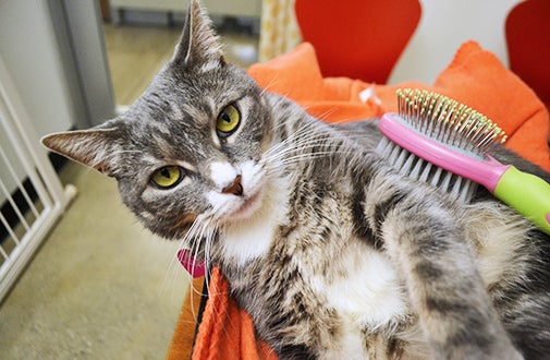 The Complete Cat Care Guide: Budgeting and Behavior Tips
