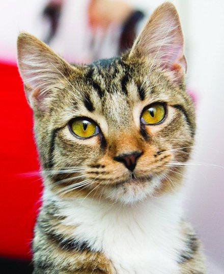 Understanding cat behavior