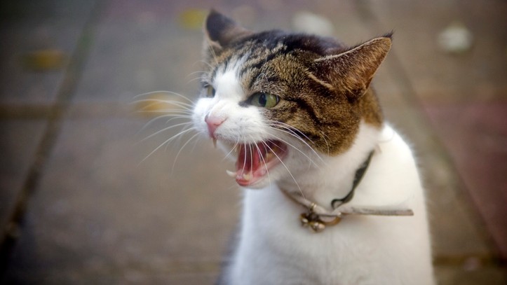 Understanding cat behavior
