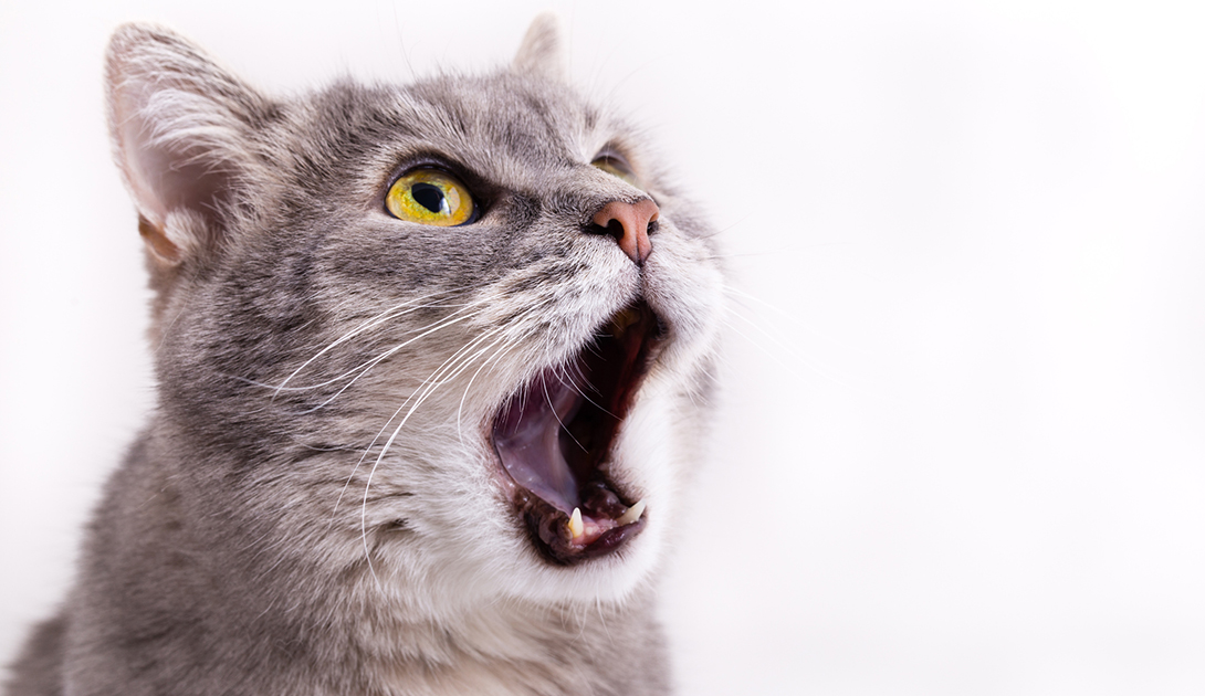 2026 Cat Behavior Decoding: Why Your Feline Friend Is Acting Strangely & How to Respond
