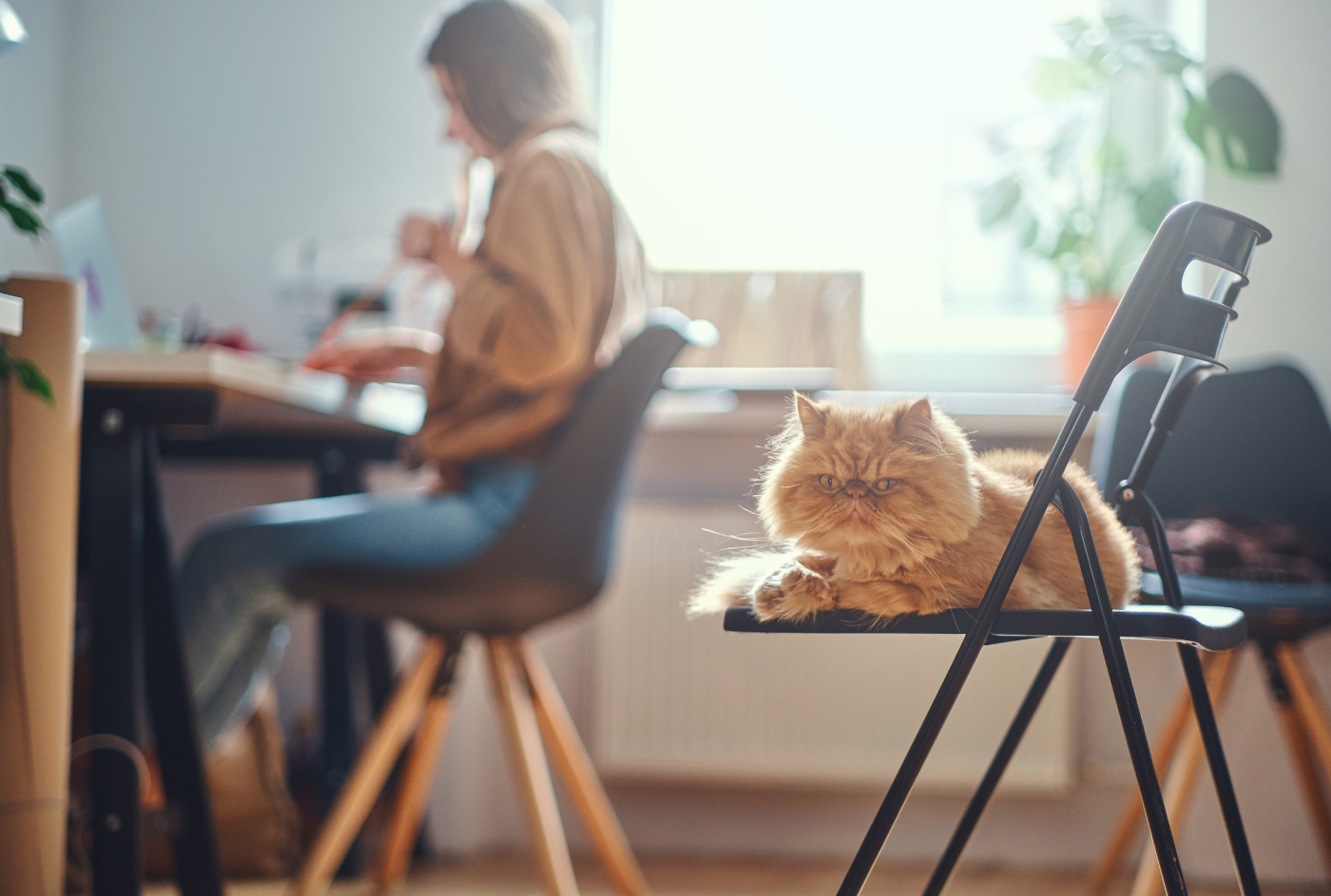 Post-Pandemic Cat Behavior Changes: Why Your Indoor Cat is Acting Different in 2026