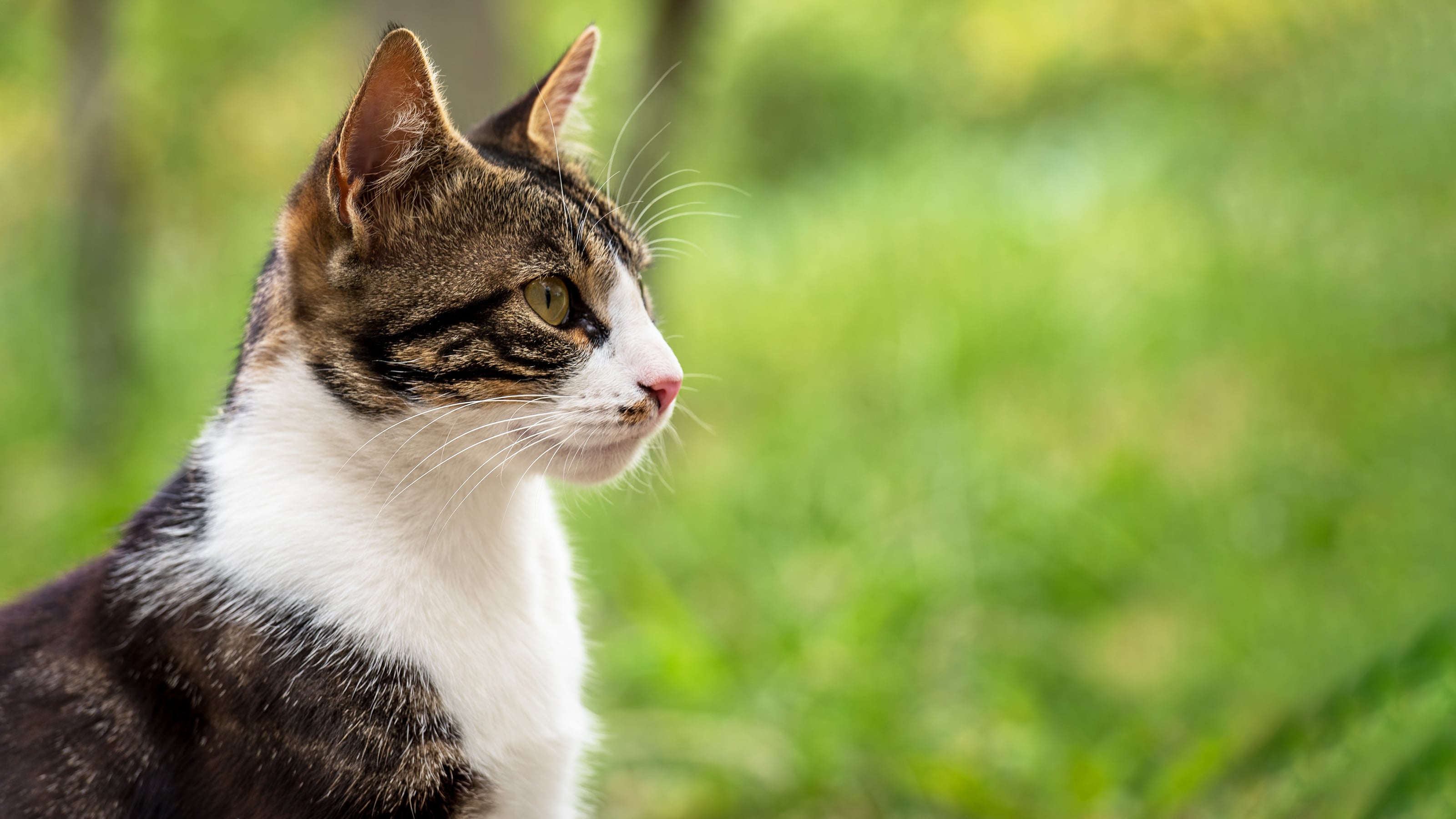 Cat care