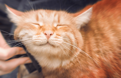 Cat care