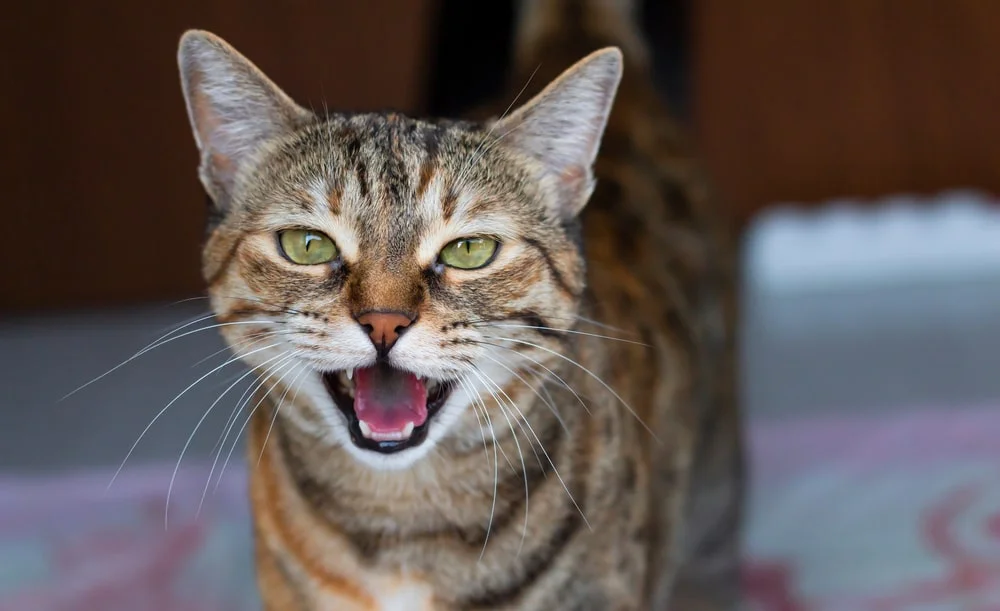 Understanding cat behavior
