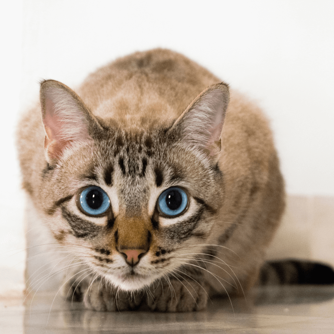 Understanding cat behavior