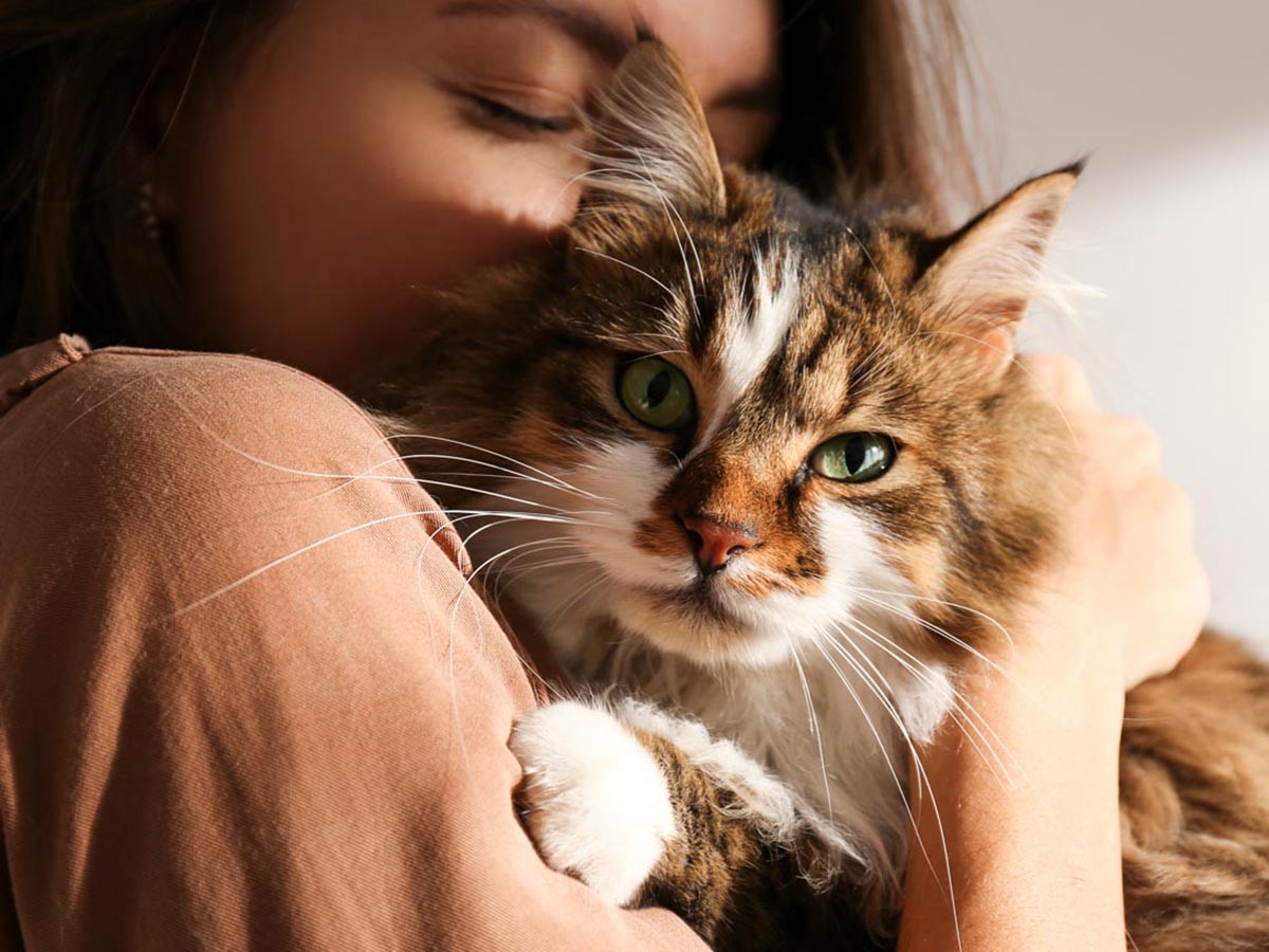 Cat Care