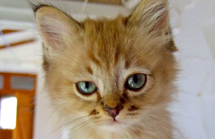 Understanding cat behavior