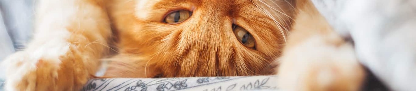 Cat fever symptoms