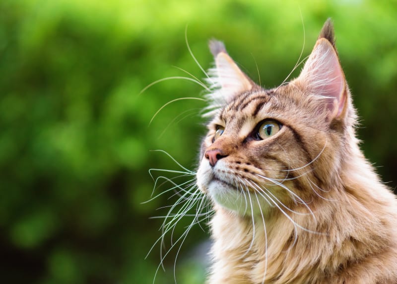 Cat fever symptoms
