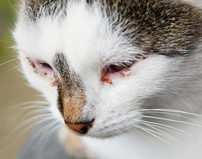 Cat fever symptoms