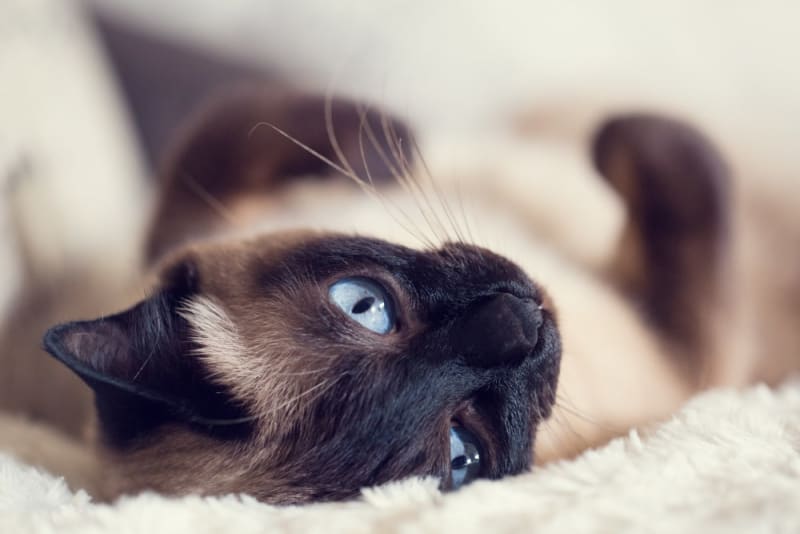 Cat fever symptoms