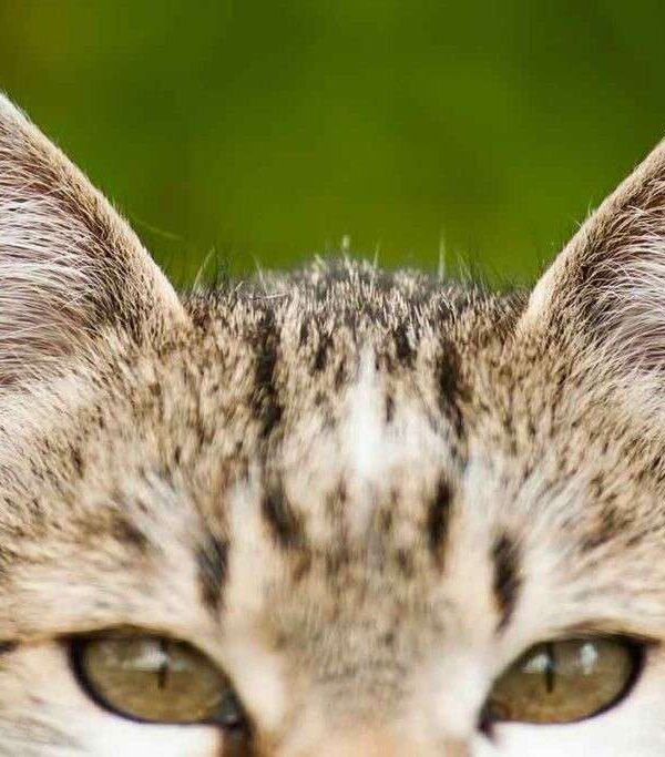 Cat fever symptoms