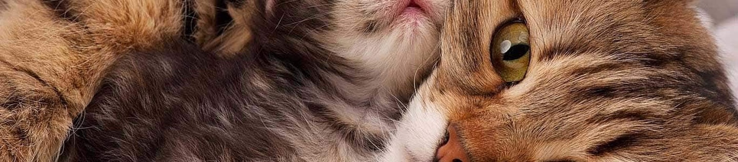 Cat fever symptoms