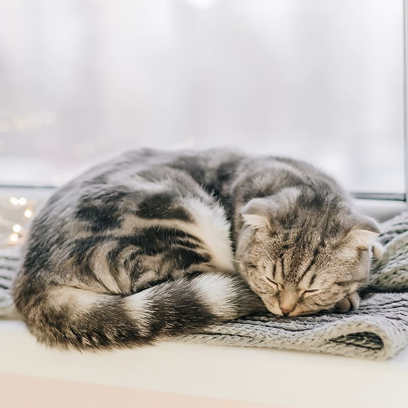 Cat fever symptoms
