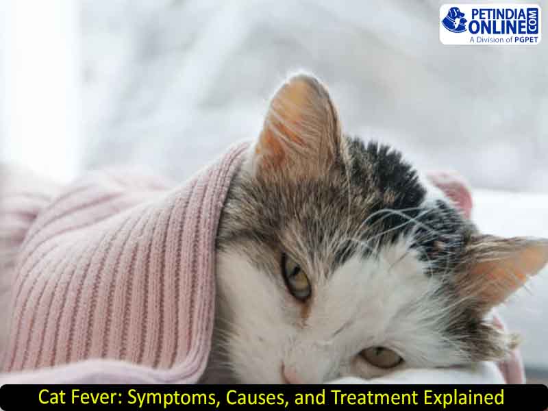 Cat fever symptoms