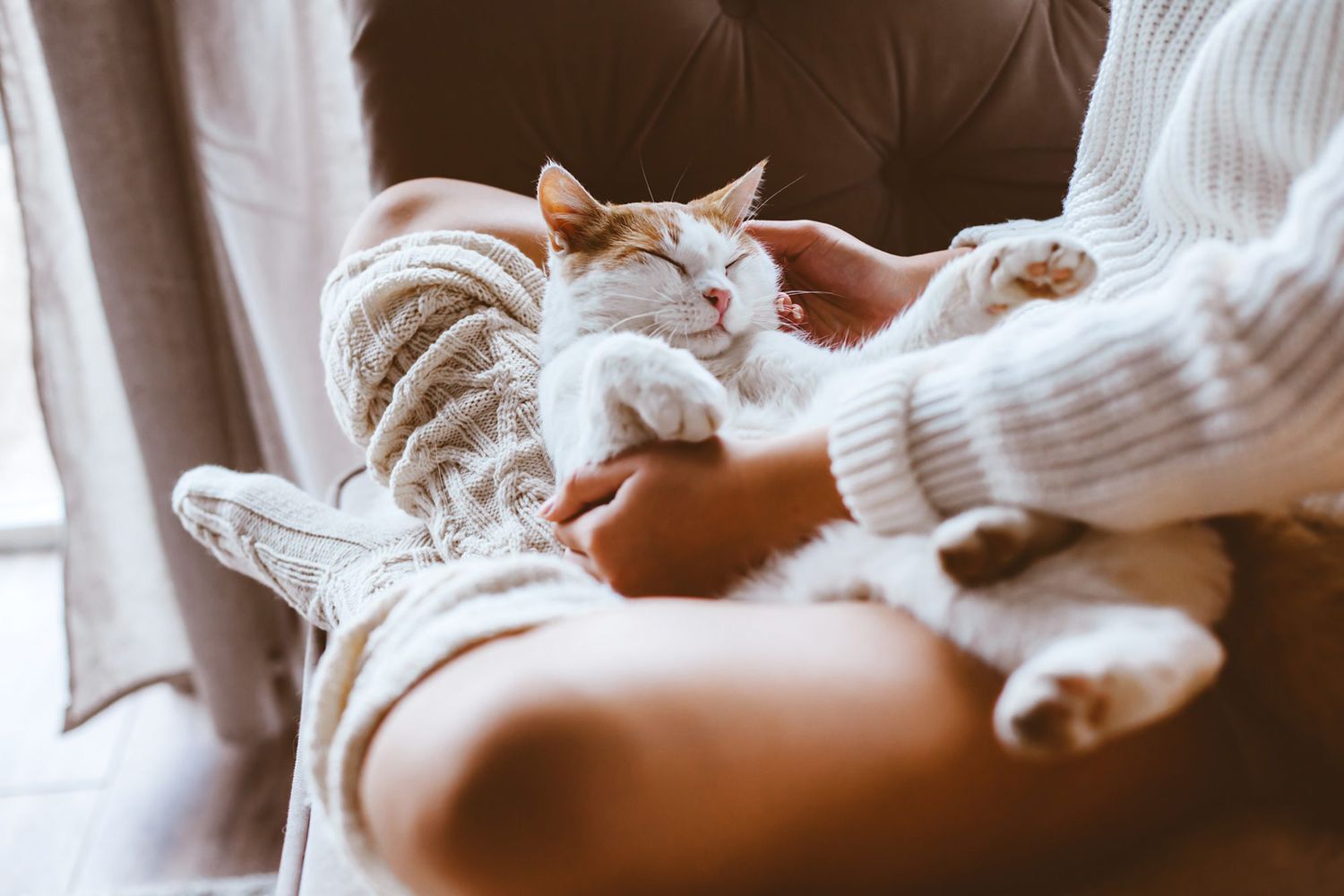 Understanding Cat Behavior in