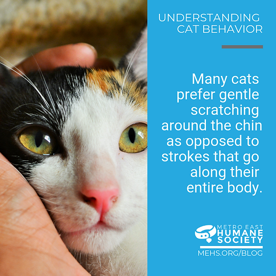 Understanding Cat Behavior in