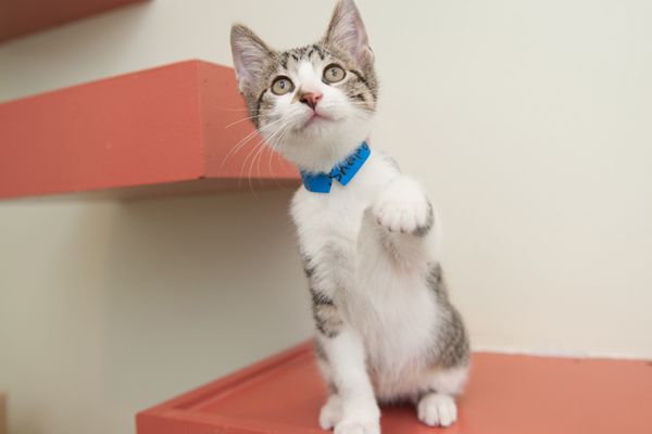 Understanding Cat Behavior in