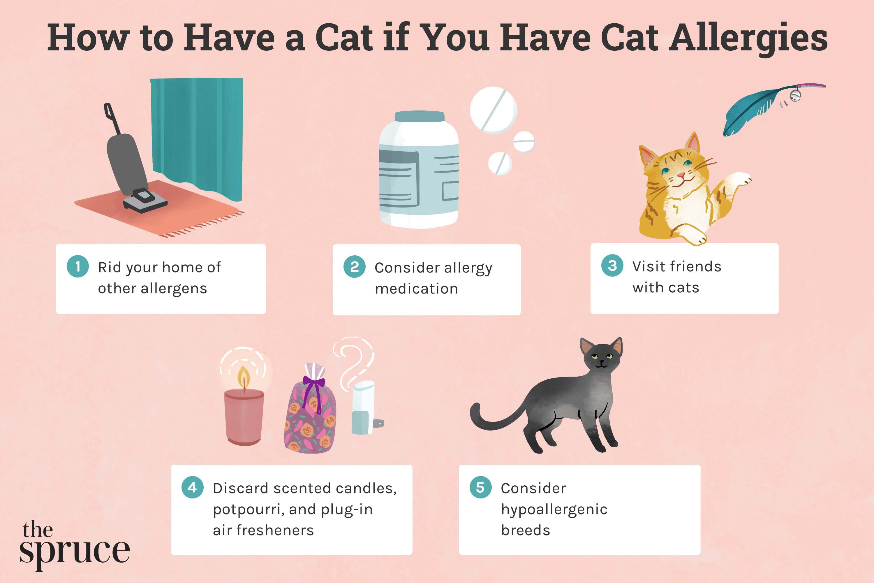 Managing Cat Allergies & Fever Symptoms: A 2026 guide for Every Cat Breed Owner