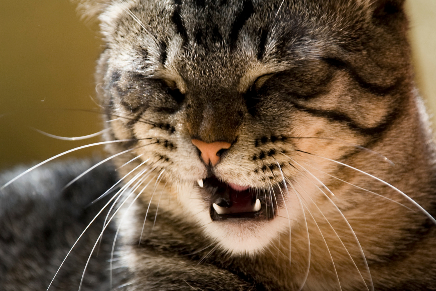Managing cat allergies