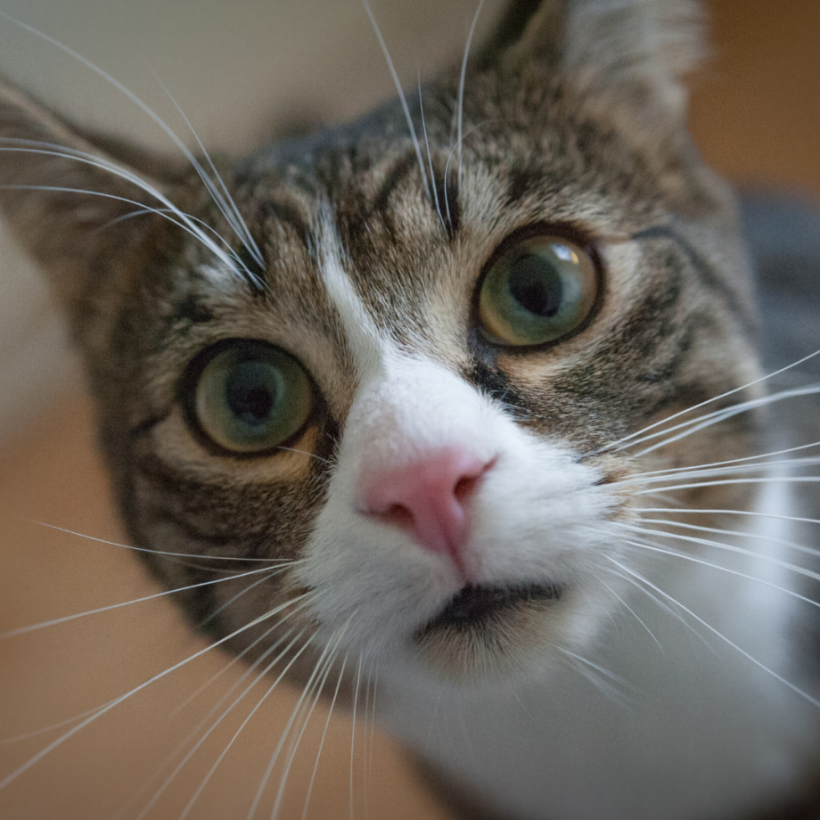 Understanding cat behavior