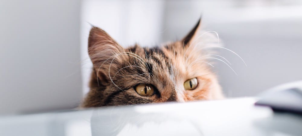 Understanding cat behavior