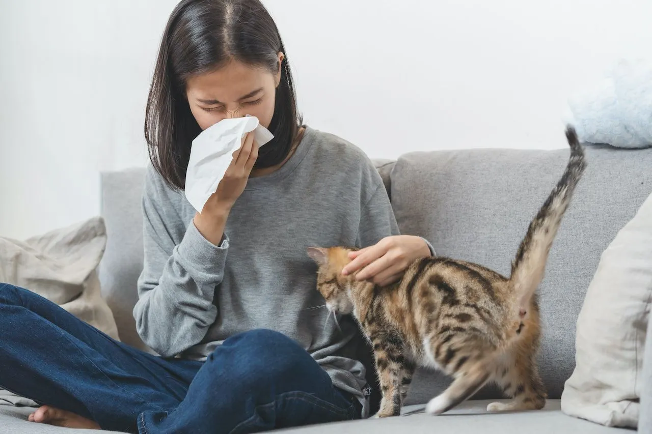Managing Cat Allergies & Fever Symptoms