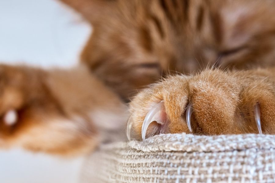 Cat care