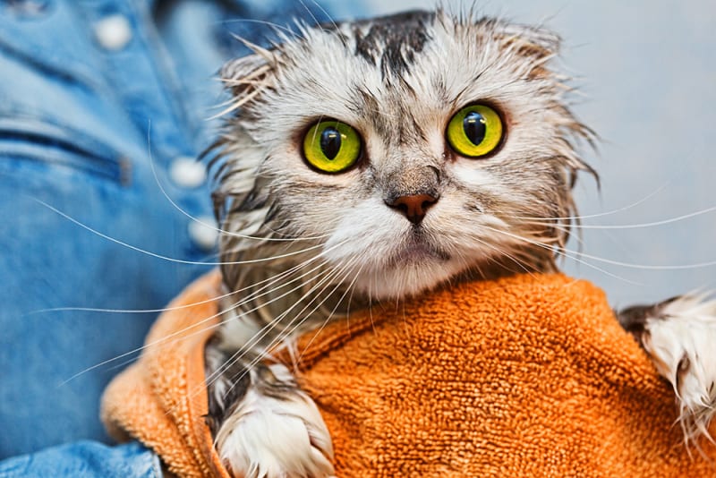 Cat care