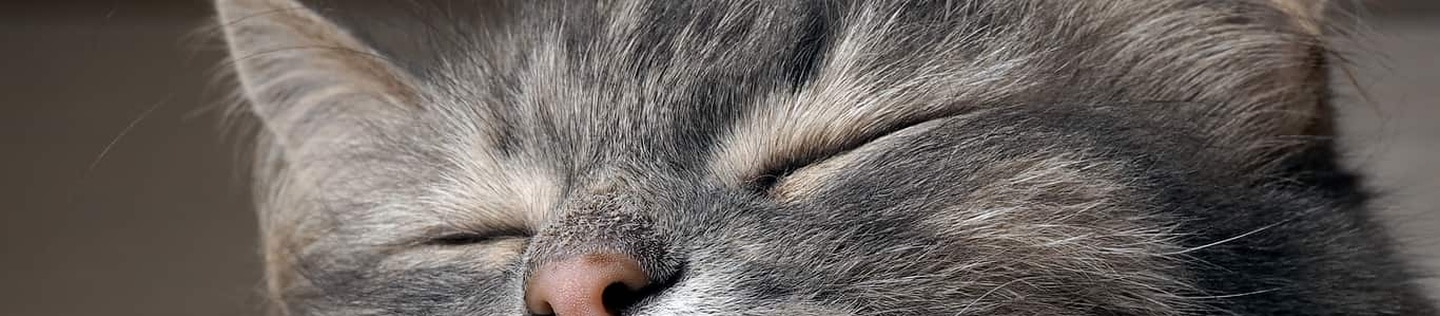 Cat health tips
