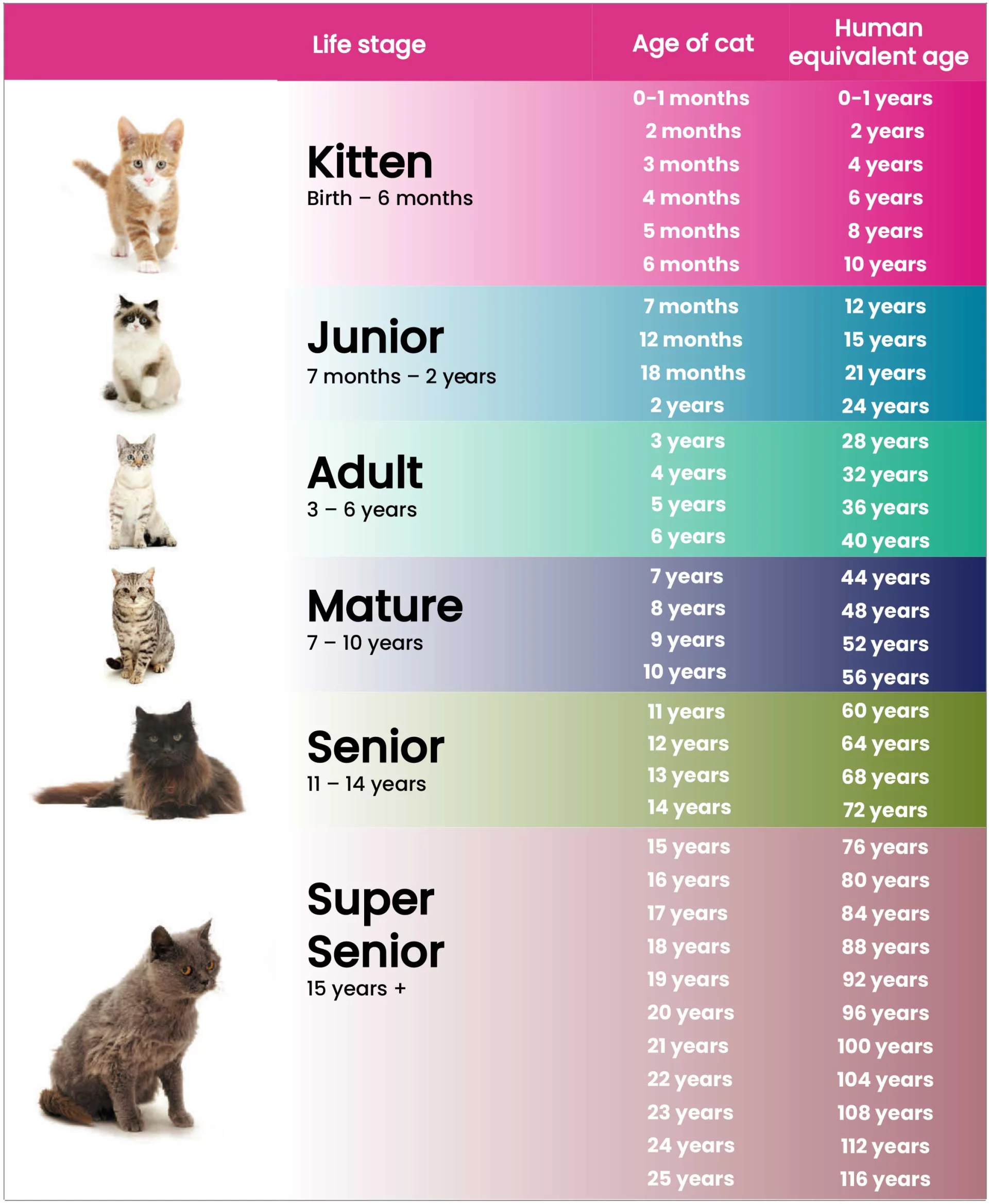 Cat Care
