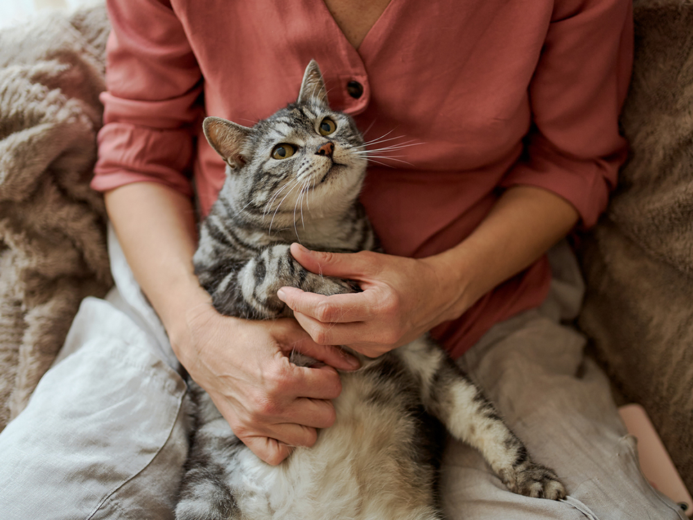 Cat Care
