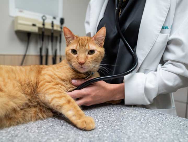 Cat Health Care in