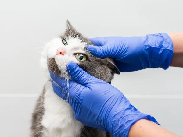 Cat Health Care in