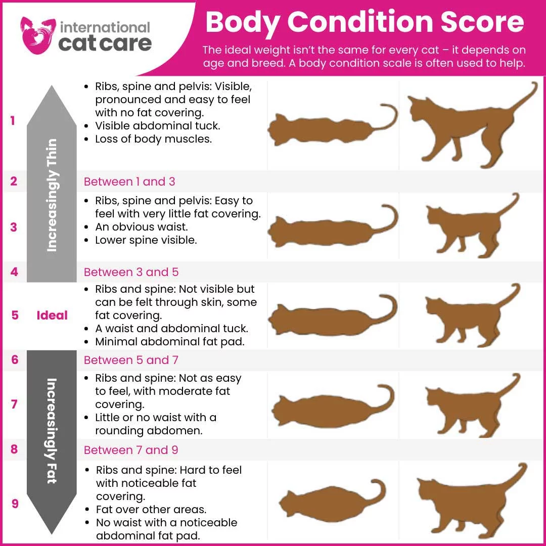 Cat Health Care in