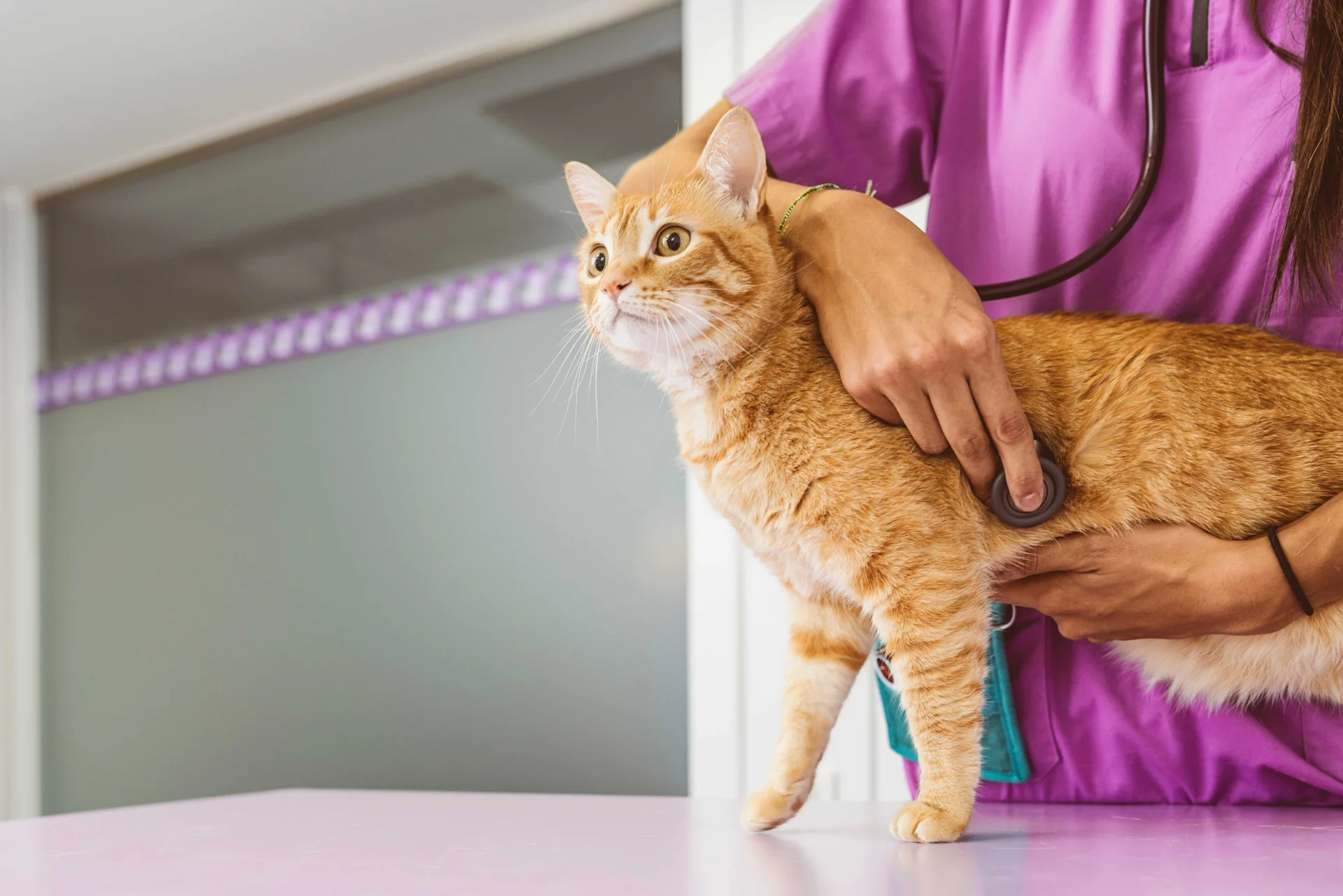 Cat Care