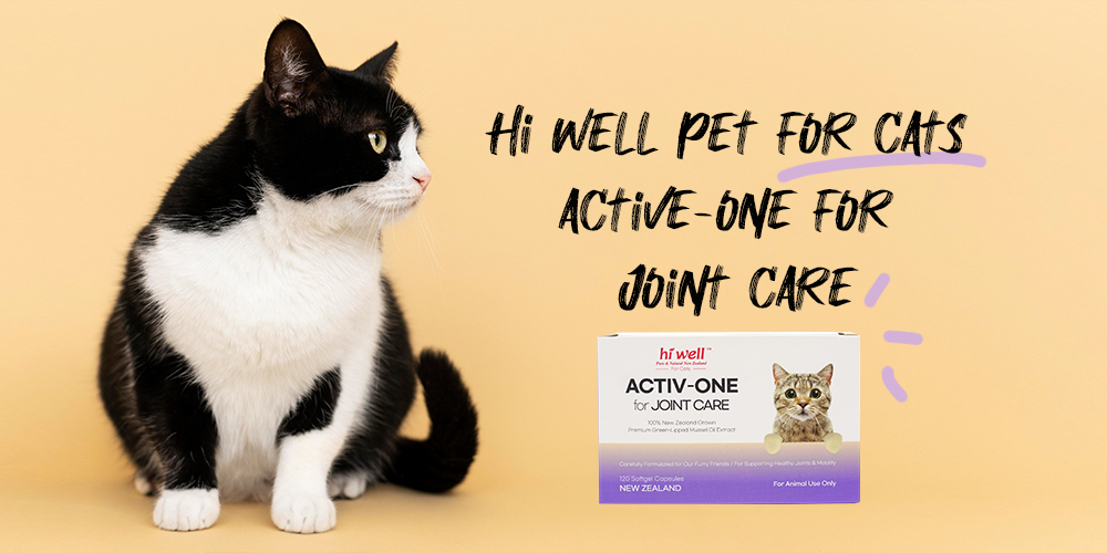 Cat Health Care Trends